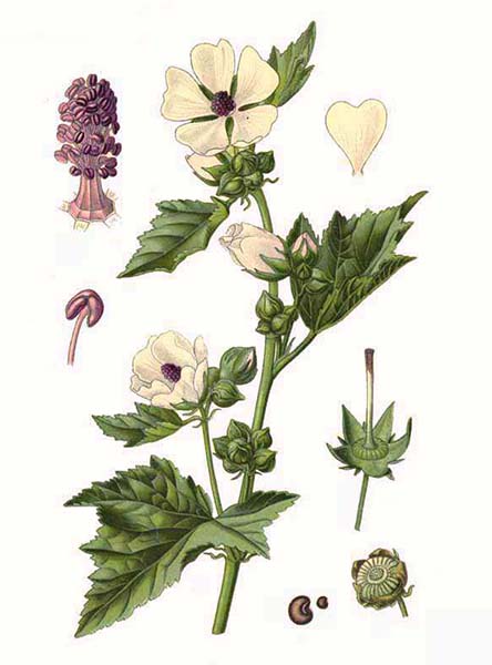 Althaea officinalis L.