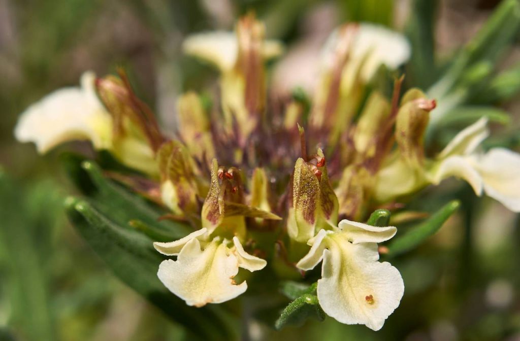 Mountain Germander Flower