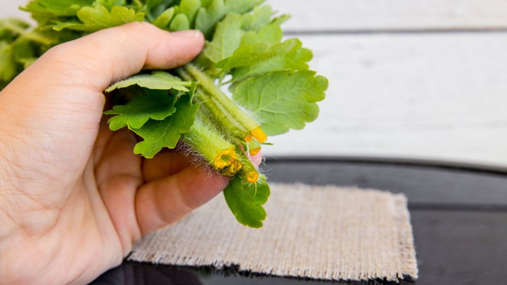 Remove warts on neck naturally with orange milk from Greater Celandine herbs